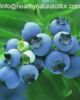 Blueberry Anthocyanin